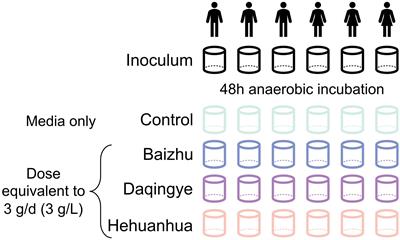 Impact of Baizhu, Daqingye, and Hehuanhua extracts on the human gut microbiome